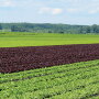 Ben Wiers, CEO of Wiers Farm Inc., says rain and a frost caused delays in the company’s plantings initially, but it had caught up by late May.