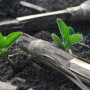 Newly emerged soybeans by Darrell Smith