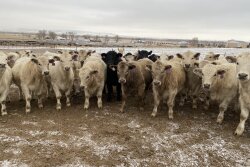 Charolais Steers