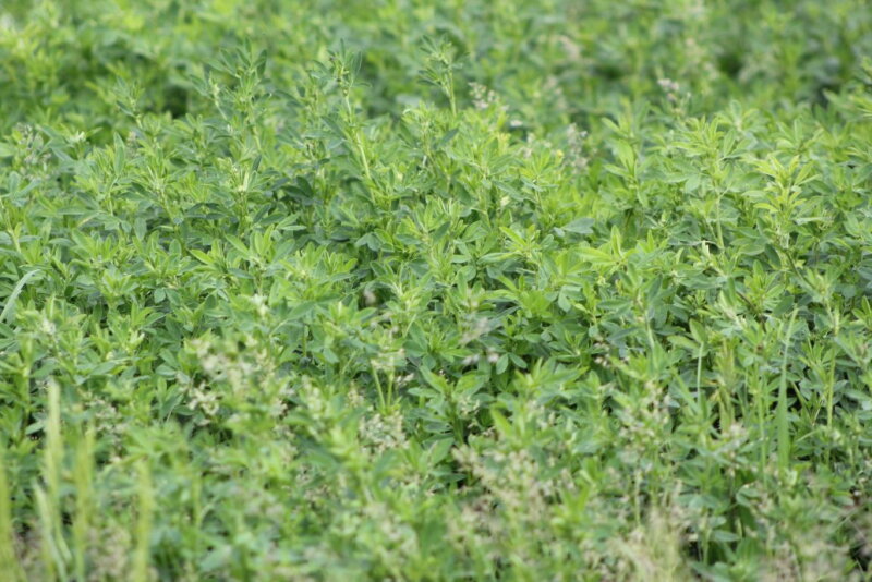alfalfa