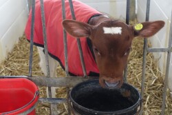 Dairy calf jacket