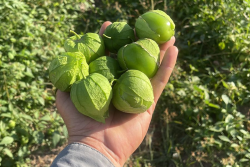 tomatillos in hand