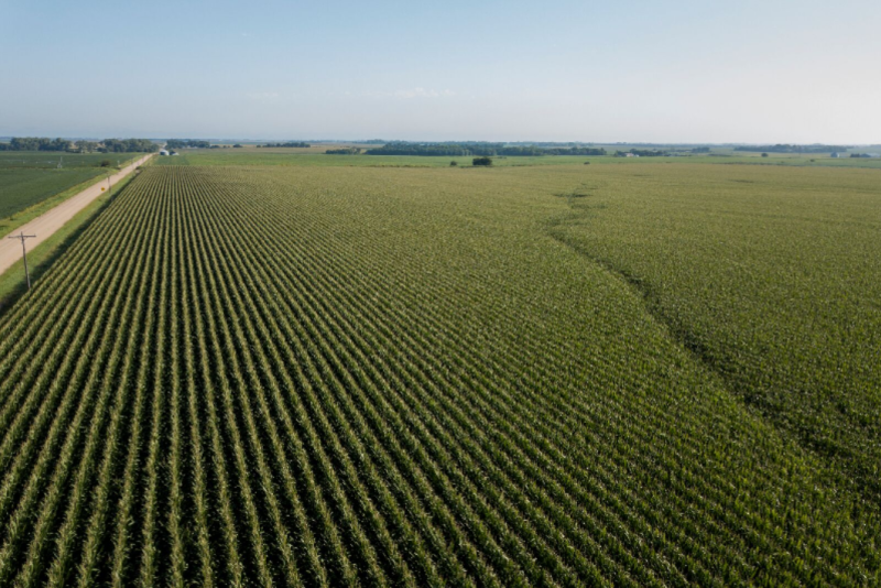 “Further east was less mature, as we move west it gets a little more maturity,” he said on Wednesday morning.  “I think we’ll find more maturity as we move into eastern Iowa this afternoon.”