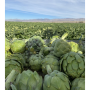 oceam mist farms