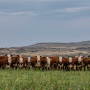 Hereford cattle