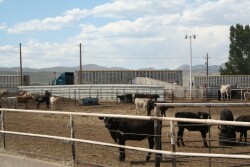 Dietary supplements could help calves remain healthy and hungry through the stressful weaning and receiving periods. 