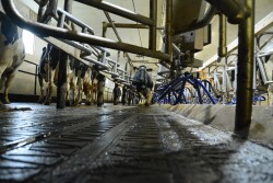 Create a stress free milking environment where cows feel comfortable entering the parlor.