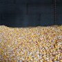 Corn in bin