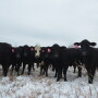 An early peek at winter grazing budgets highlights the huge uncertainty impacting feeder cattle marke