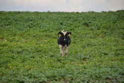 The Feed Emergency Enhancement During Disasters Act (FEEDD Act) would allow producers who are utilizing prevent plant to at least graze, hay or chop a cover crop to feed livestock. 