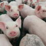 Cash-traded weaner pig reported volume was below average this past week, with 34,050 head reported. Cash weaner pig reported prices were $34.29, down $5.35 per head from last week.