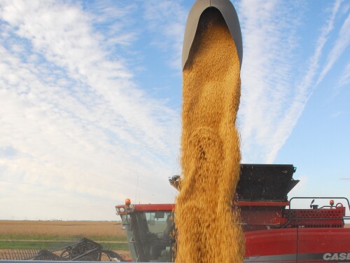 soybean harvest