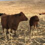 Cow on corn stalks