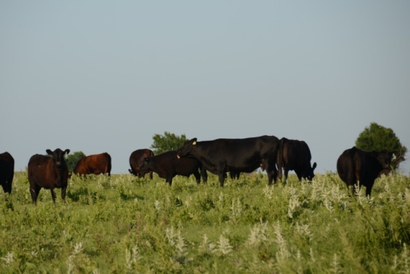 It is imperative that the landlord and tenant talk about any remedies to the lease prior to the start of the grazing season. 