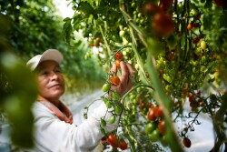 Greenhouse growers communicate with consumers