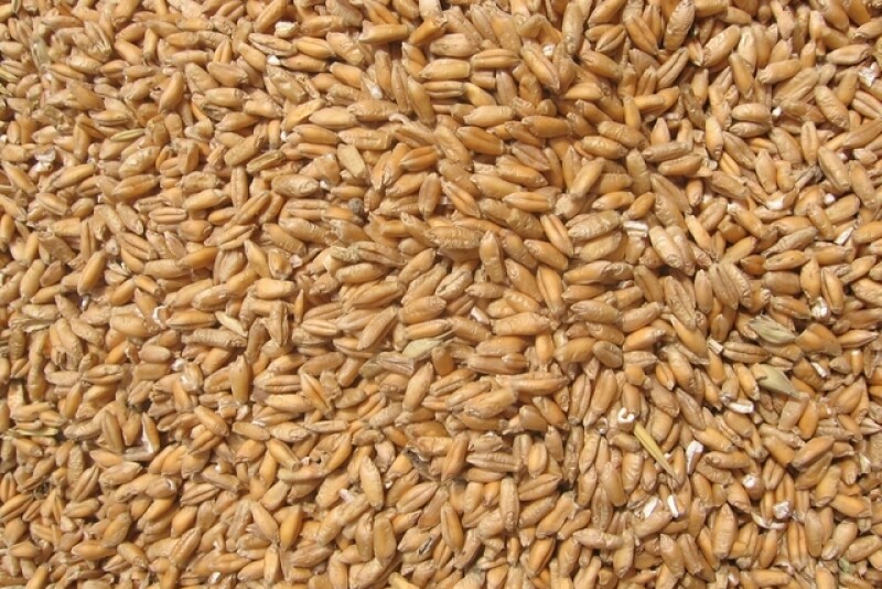 wheat seeds