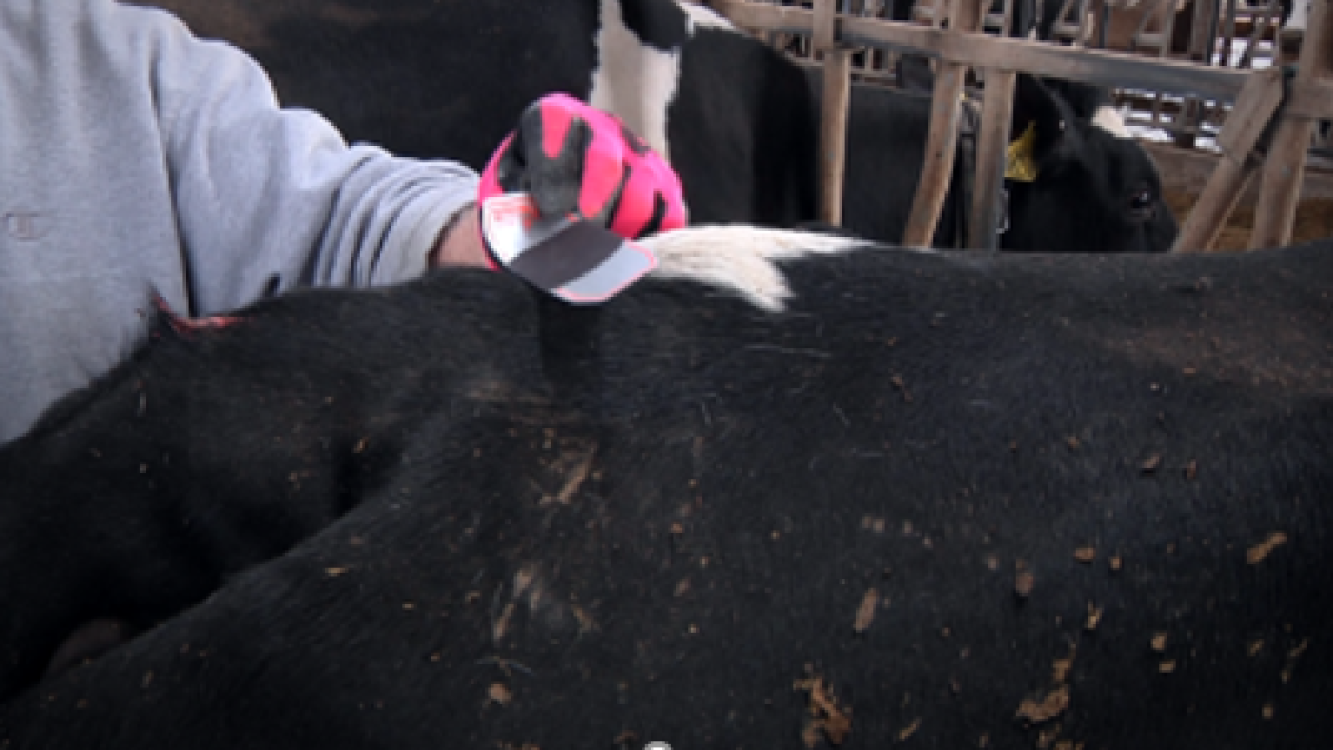 Applying Cattle Estrus Detection Patch