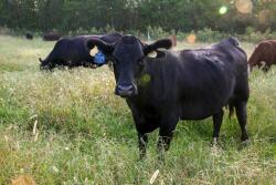With the direct contact method, a susceptible animal becomes exposed through physical contact when the agent from an infected animal or the environment enters open wounds, mucous membranes, or the skin through blood, saliva, nose-to-nose, rubbing, or biting another animal. 