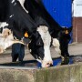 Dairy Cow Drinking Water