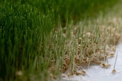 HydroGreen, Inc.