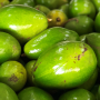 avocados