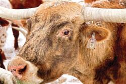 A longhorn herd is part of a beta testing program of a 'Fitbit' like chip tagged to the cattle's ear and transmits bio-data through a smart phone app.