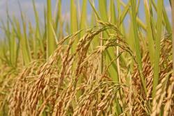 Andrew Hartshorn grows corn, rice, soybeans and is expanding into cattle this summer.