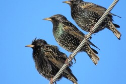 Flocks ranging in size from 1,000 to 100,000 birds may travel together. Dairies and feedlots are popular destinations because of easily accessible shelter and feed sources.