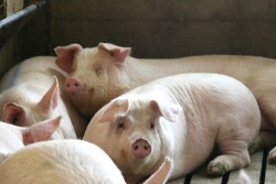 Group of gilts