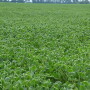 Thousands of acres of soybeans have been damaged by off target dicamba spraying.