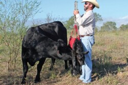 BT_Weighing_Newborn_Calf_Cow