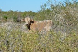 South Texas Stocker Heifer