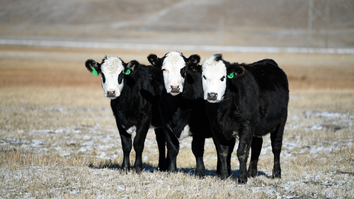 Expert Tips for Selecting Top Replacement Heifers