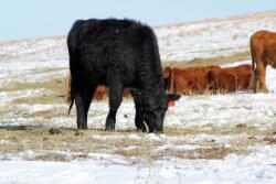 Acceptable substitute supplementation for distillers grains depends on the class of livestock fed, the basal diet available, and the desired performance.