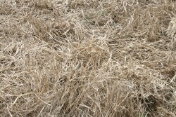 poor_forage