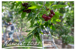northwest cherries