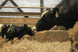 dairy cow and calf