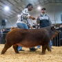 Caroline Gaye and Duroc Pig Penny