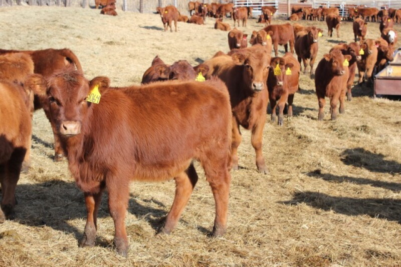 Weaning Beef Calves: How to Minimize Stress to Promote Health and ...