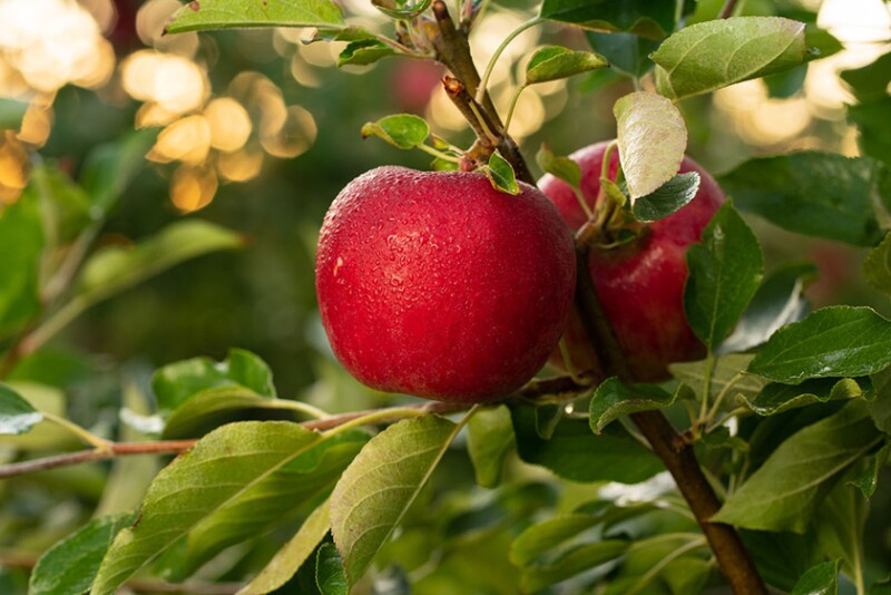 Rave apples on tree