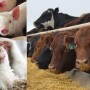 Livestock