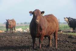 Beef Bull