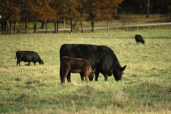 Fall_grazing_cowCorteva.jpg