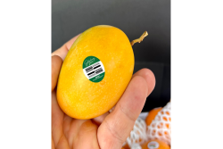 Goldenberry Farms Sugar Mango