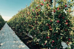 A view down a row of SweeTango apple trees