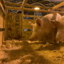 Pigs Flying out of STL