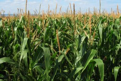 Corn field