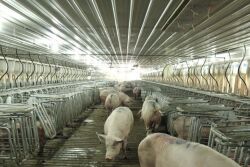 Smart Farming with Free Access Stalls 