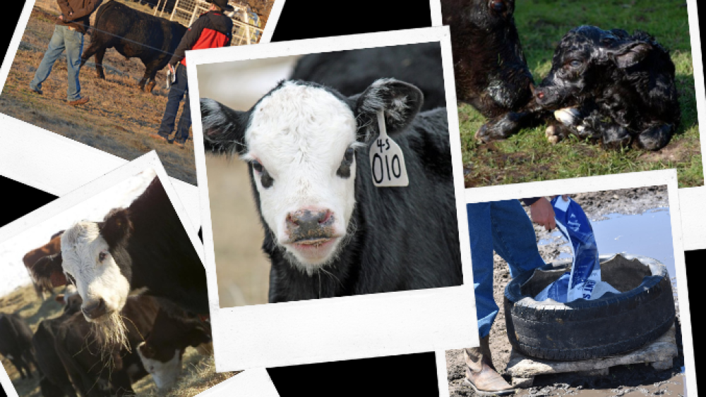 2022 Beef Production Favorite Stories