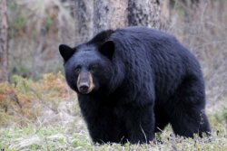 Black_Bear